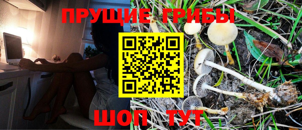 Псилоцибиновые грибы Cubensis  Псилоцибиновые грибы прущие грибы  Чита  Вход с VPN 